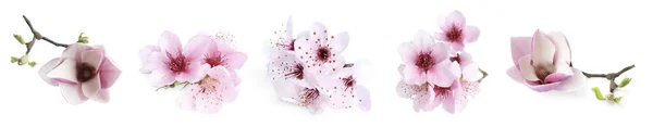 Conjunto Galhos Árvores Com Flores Fundo Branco Design Banner Flor — Fotografia de Stock