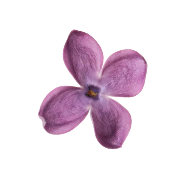 Красивий Фіолетовий Квітка Бузку Ізольований Білому — стокове фото