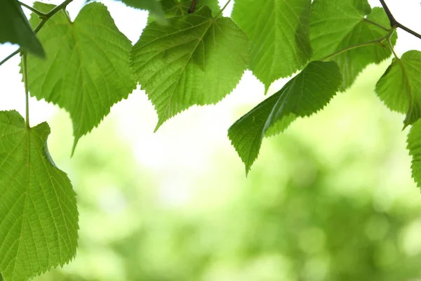 Closeup Άποψη Της Linden Δέντρο Φρέσκα Νεαρά Πράσινα Φύλλα Εξωτερικούς — Φωτογραφία Αρχείου