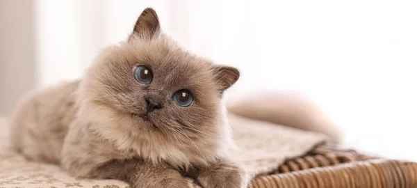 Birman Kat Rieten Borst Thuis Ruimte Voor Tekst Banner Ontwerp — Stockfoto