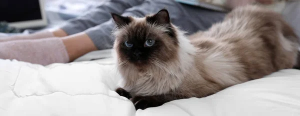 自宅のベッドでかわいいバリの猫と女性 クローズアップ バナーデザイン — ストック写真