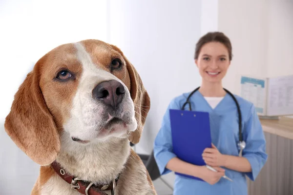 Cute Beagle Dog Young Veterinarian Office — Stock Photo, Image