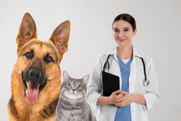 Söt Tysk Herde Hund Med Katt Och Veterinär Ljus Bakgrund — Stockfoto