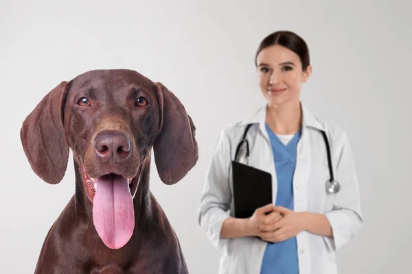 かわいいドイツの短髪ポインタ犬と獣医師の光の背景 — ストック写真