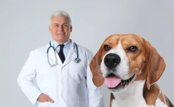 Netter Beagle Hund Und Leitender Tierarzt Auf Hellem Hintergrund — Stockfoto