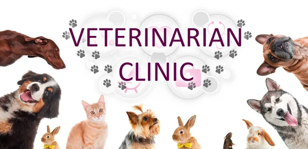 Collage Con Diferentes Mascotas Lindas Texto Clínica Veterinaria Sobre Fondo — Foto de Stock