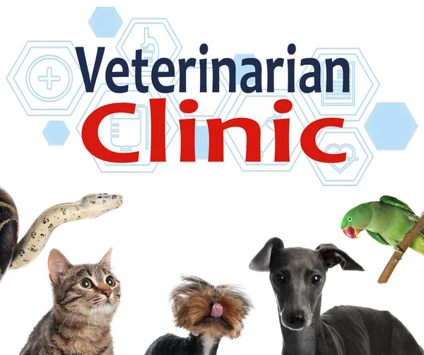 Collage Med Olika Söta Husdjur Och Text Veterinarian Clinic Vit — Stockfoto