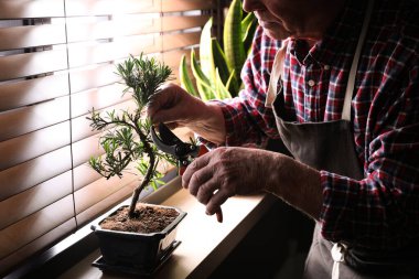 Japon bonsai fabrikasıyla ilgilenen kıdemli bir adam. Kapalı pencerenin yanında, yakın plan. Evde zen atmosferi oluşturuluyor