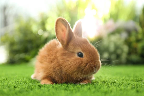 Bedårande Fluffig Kanin Grönt Gräs Mot Suddig Bakgrund Närbild Påsksymbol — Stockfoto