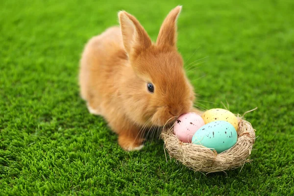 사랑스럽게 토끼와 부활절 달걀이 장식용 — 스톡 사진