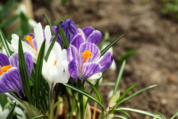 Piękne Krokusy Ogrodzie Zbliżenie Sezon Wiosenny — Zdjęcie stockowe