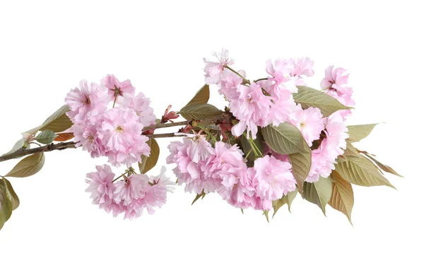 Ramo Dell Albero Sakura Con Bel Fiore Sfondo Bianco Ciliegia — Foto Stock