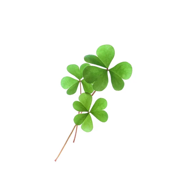 Feuilles Trèfle Fraîches Isolées Sur Blanc Célébration Saint Patrick — Photo