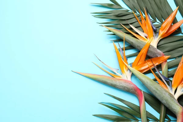 薄緑色の背景に楽園の熱帯の花の鳥とフラットレイアウト組成 テキストのためのスペース — ストック写真