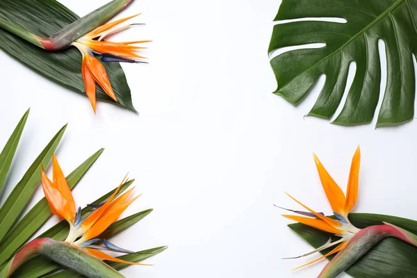 Paradijsvogel Tropische Bloemen Witte Achtergrond Bovenaanzicht — Stockfoto