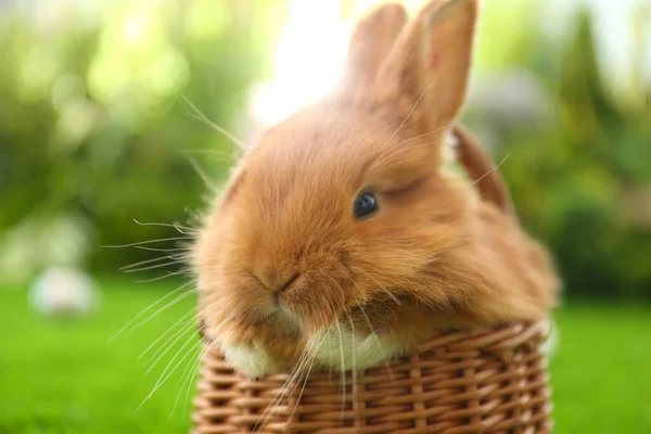 Schattig Pluizig Konijntje Rieten Mandje Buiten Close Pasen Symbool — Stockfoto