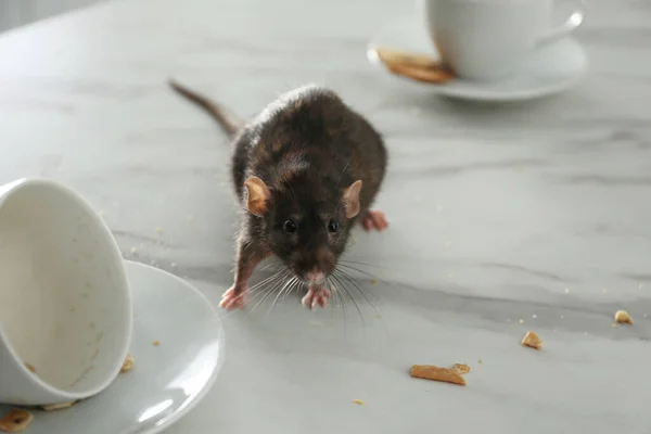 Ratte Neben Schmutzigem Geschirr Auf Dem Tisch Schädlingsbekämpfung — Stockfoto