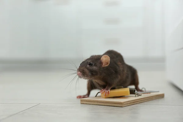 Крыса Мышеловка Сыром Внутри Контроль Вредителей — стоковое фото