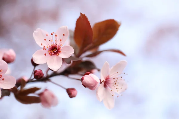 Closeup View Blossoming Tree Outdoors Spring Day — Stock Photo, Image