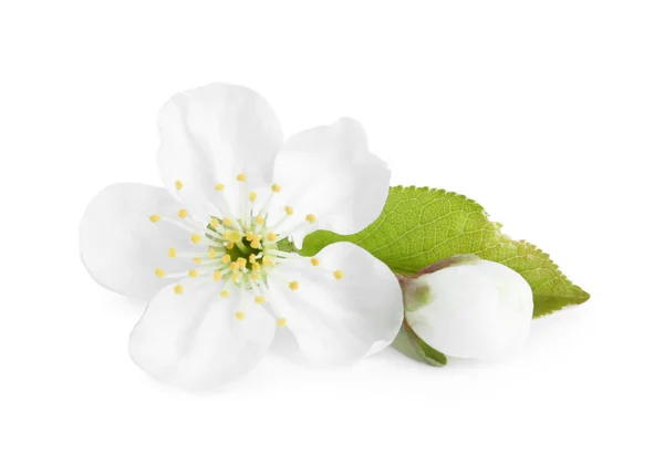 Bela Flor Árvore Isolada Branco Temporada Primavera — Fotografia de Stock