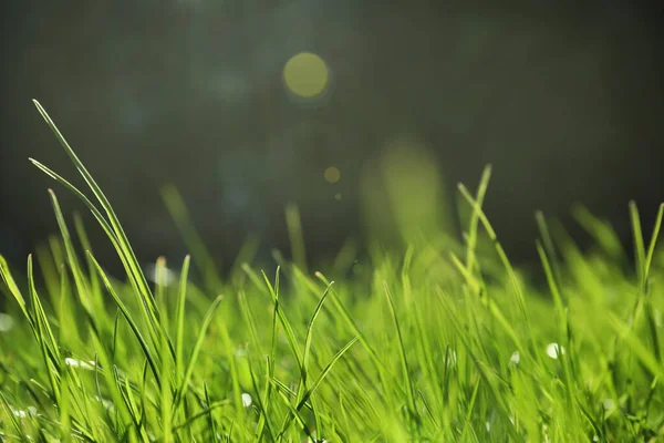 Exuberante Hierba Verde Aire Libre Día Soleado Primer Plano — Foto de Stock