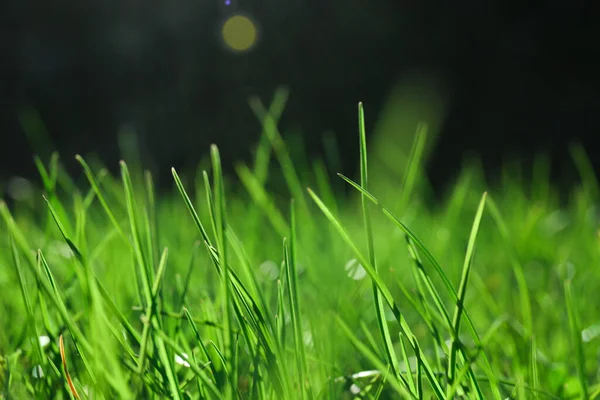 Exuberante Hierba Verde Aire Libre Día Soleado Primer Plano — Foto de Stock