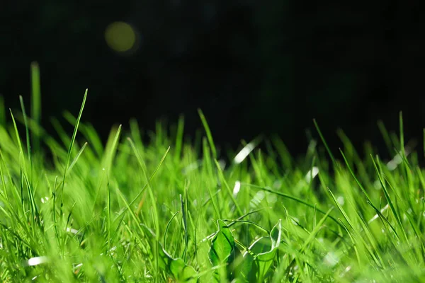 Saftig Grünes Gras Freien Sonnigen Tagen Nahaufnahme — Stockfoto