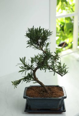 Japon bonsai bitkisi beyaz masa içinde. Evde zen atmosferi oluşturuluyor