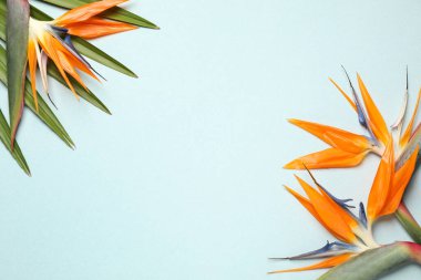 Hafif arka planda, Cennet Kuşu, düz yatıyordu. Metin için boşluk