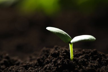 Dışarıda toprağın içinde büyüyen küçük bir tohum, yakın plan. Metin için boşluk