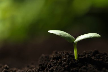 Dışarıda toprağın içinde büyüyen küçük bir tohum, yakın plan. Metin için boşluk