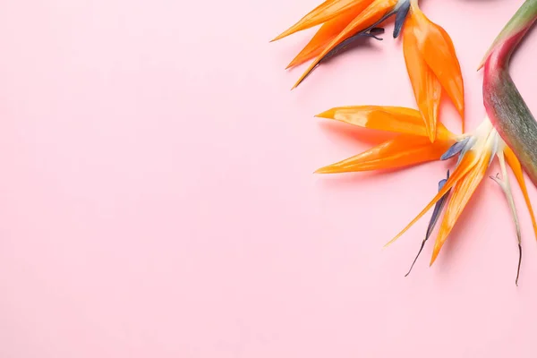 Flat Lay Compositie Met Paradijsvogel Tropische Bloemen Roze Achtergrond Ruimte — Stockfoto
