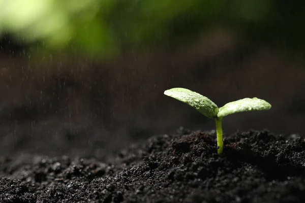 Jeune Semis Dans Sol Fertile Sous Pluie Espace Pour Texte — Photo