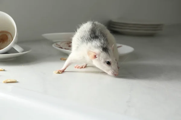 Ratten Buurt Van Vuile Vaat Tafel Binnen Bestrijding Van Plagen — Stockfoto