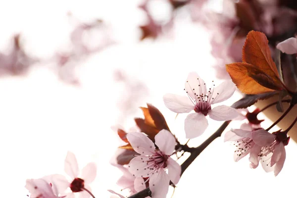 Крупним Планом Вид Квітучого Дерева Відкритому Повітрі Весну — стокове фото