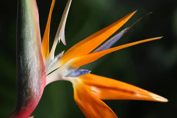 Bird Paradise Τροπικά Λουλούδια Θολή Φόντο Closeup — Φωτογραφία Αρχείου