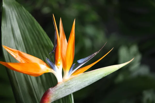 Pták Ráj Tropické Květiny Rozmazaném Pozadí Detailní Záběr — Stock fotografie