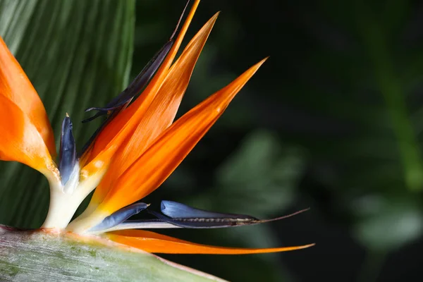 Птица Рая Тропический Цветок Размытом Фоне Крупным Планом Пространство Текста — стоковое фото