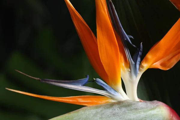 Птица Рая Тропические Цветы Размытом Фоне Крупным Планом — стоковое фото
