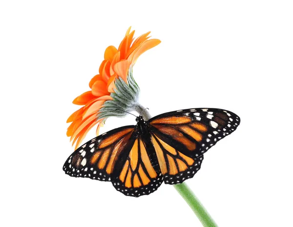Цветок Красивой Монархической Бабочкой Белом — стоковое фото