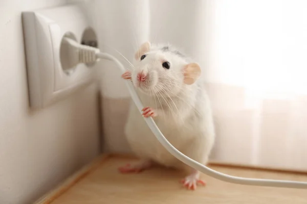老鼠靠近室内电源插座 防治虫灾 — 图库照片