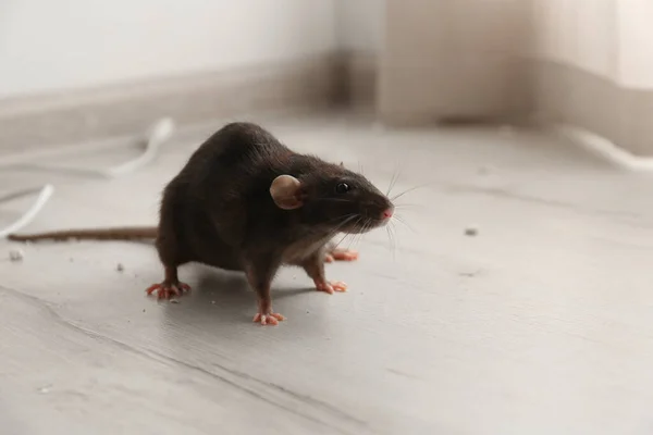 Rat Brun Par Terre Intérieur Lutte Antiparasitaire — Photo