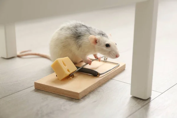 Rat Mousetrap Cheese Indoors Pest Control — Stock Photo, Image