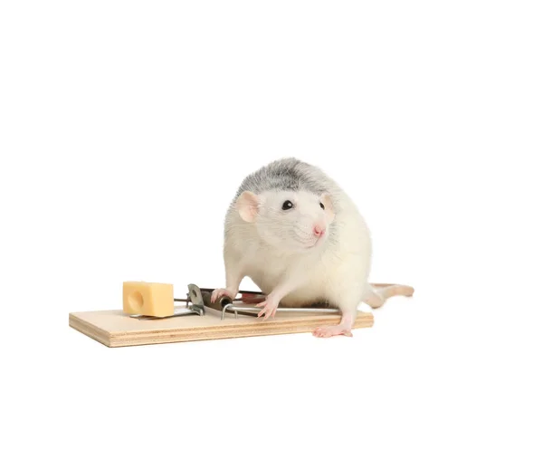 Rat Mousetrap Cheese White Background Pest Control — Stock Photo, Image