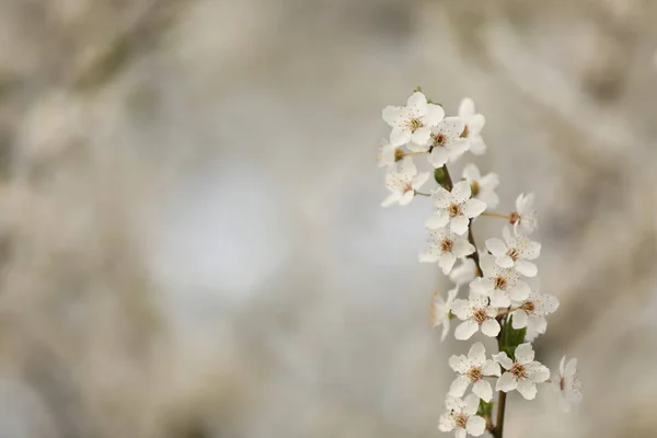 Närbild Bild Bild Blommande Träd Utomhus Våren Dag — Stockfoto