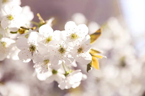 日当たりの良い春の日に美しい花の木のクローズアップビュー屋外 — ストック写真