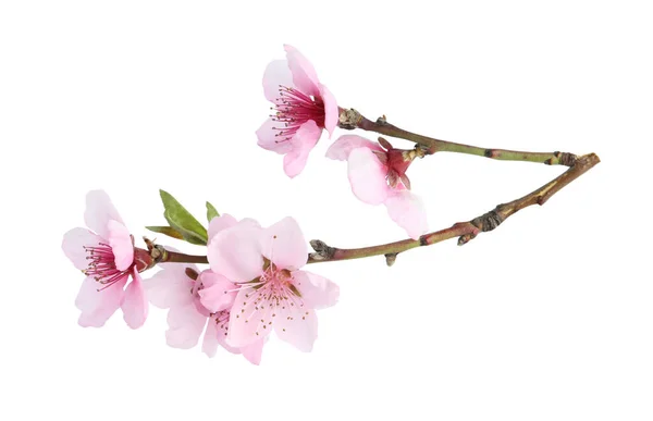 Ramo Árvore Com Flor Isolada Branco Temporada Primavera — Fotografia de Stock