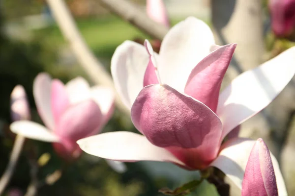 Closeup View Blossoming Magnolia Tree Outdoors Spring Day — Stock Photo, Image