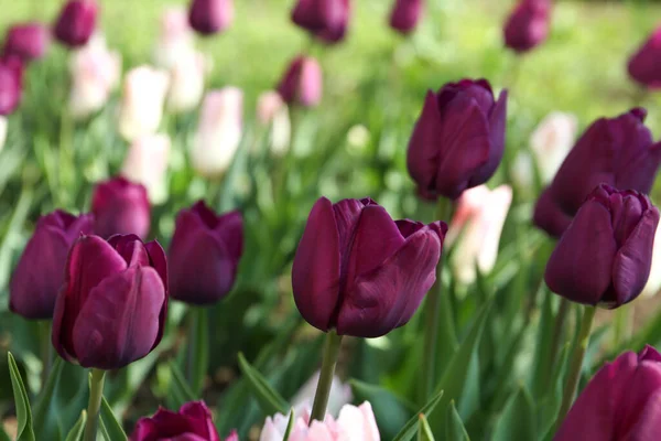 Mooie Bloeiende Tulpen Buiten Zonnige Dag — Stockfoto