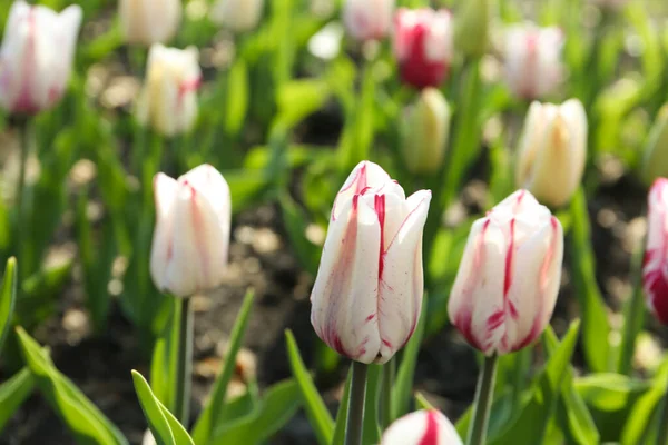 Belle Floraison Des Tulipes Extérieur Jour Ensoleillé — Photo